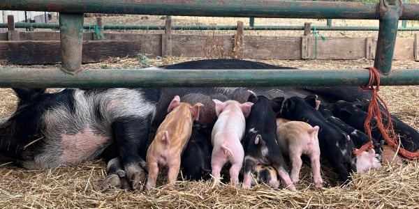 Piglets nursing from a sow behind a metal fence.