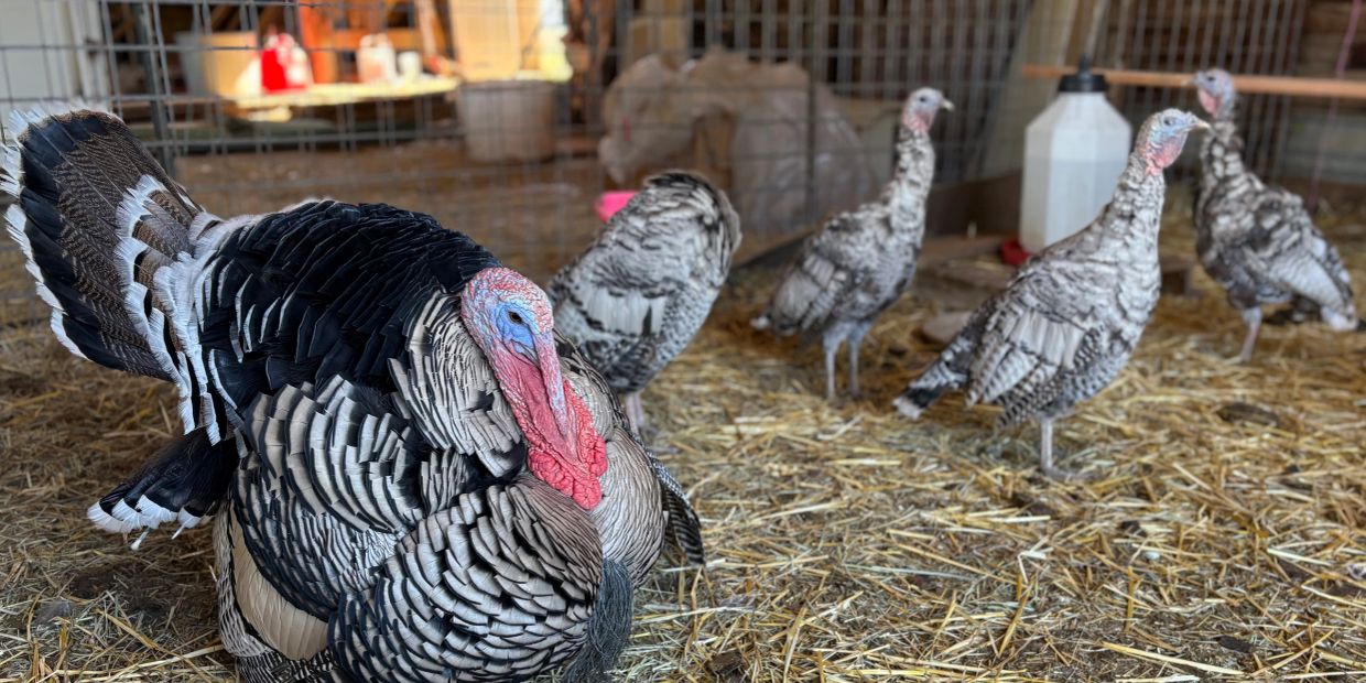 A flock of turkeys inside a pen on straw.