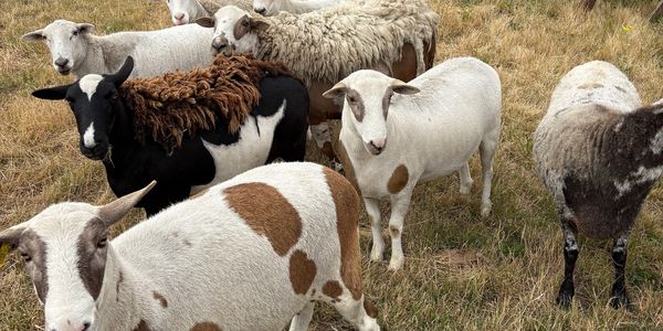 A flock of sheep and goats on grassy land.