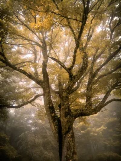 Picture of tree