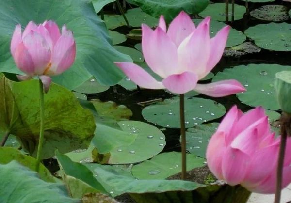 Picture of pink flowers