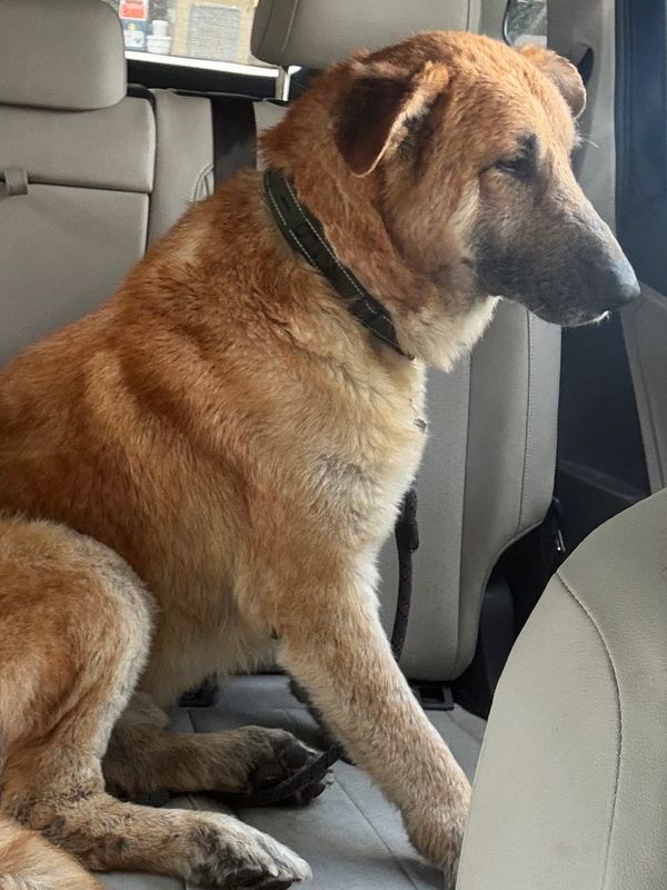 A large brown dog sitting inside a car.