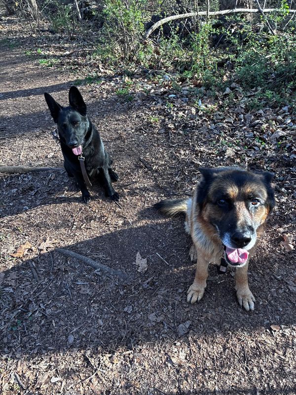 Two dogs sitting on a forest path with their tongues out.