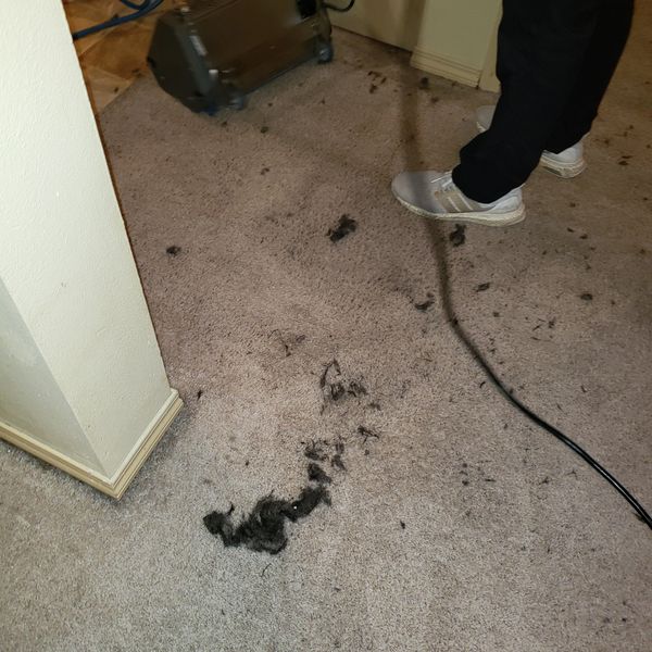 Carpet steam cleaning and counter rotating power brushing. Hair and debris removed from carpet.