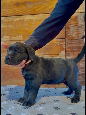 A black Presa Canario puppy with a black mask sits on a plush gray blanket. Strong demeanor
