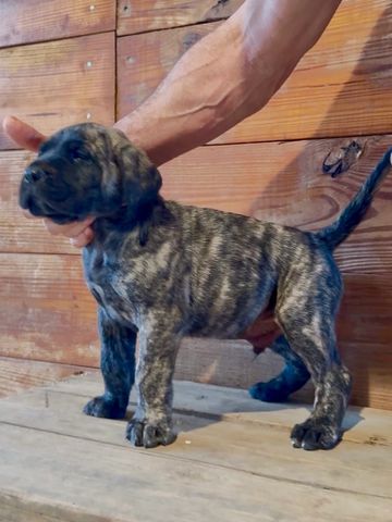 Strong confident Presa Canario male