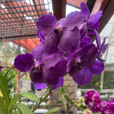 Behold the exquisite Vanda orchids, distinguished by their vivid violet hues and gracefully enduring blooms.