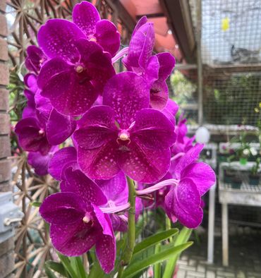 Pink-Hot Vanda Orchid
Striking fuchsia blooms with lasting, elegant beauty.