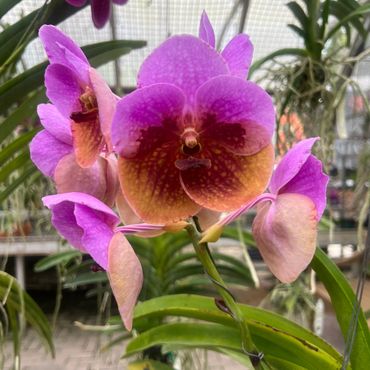 Waling-Waling
Queen orchid with graceful pink blooms.