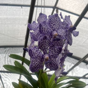 Blue Vanda
Striking orchid with vivid blue-violet blooms and elegant form.