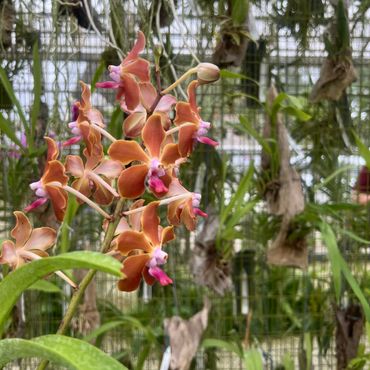 Vanda Orchid
Exotic blooms known for vibrant colors and long-lasting beauty.