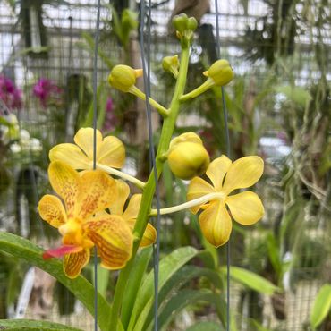 Vanda Orchid
Exotic blooms known for vibrant colors and long-lasting beauty.