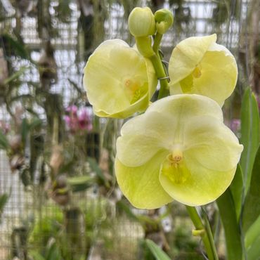 Vanda Jiraprapa
Graceful orchid with soft lavender blooms.