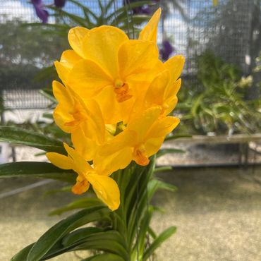 Vanda Somsri Gold
Vibrant orchid with radiant golden-yellow blooms.