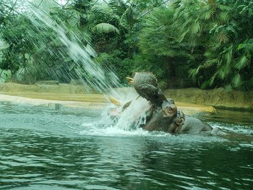 Hippopotamus time at Berlin Zoo