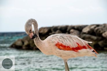 Flamingos of De Palm Island in Aruba
