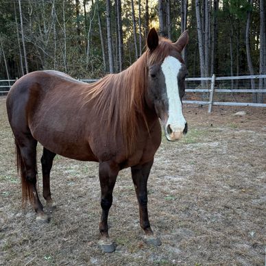 Meet kitty our horse.