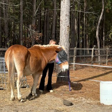 This Is Johnny the Mule. He is sweet and love children!