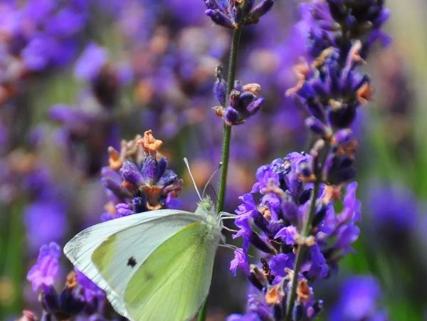 Light green butterfly on stem of purple flowers.