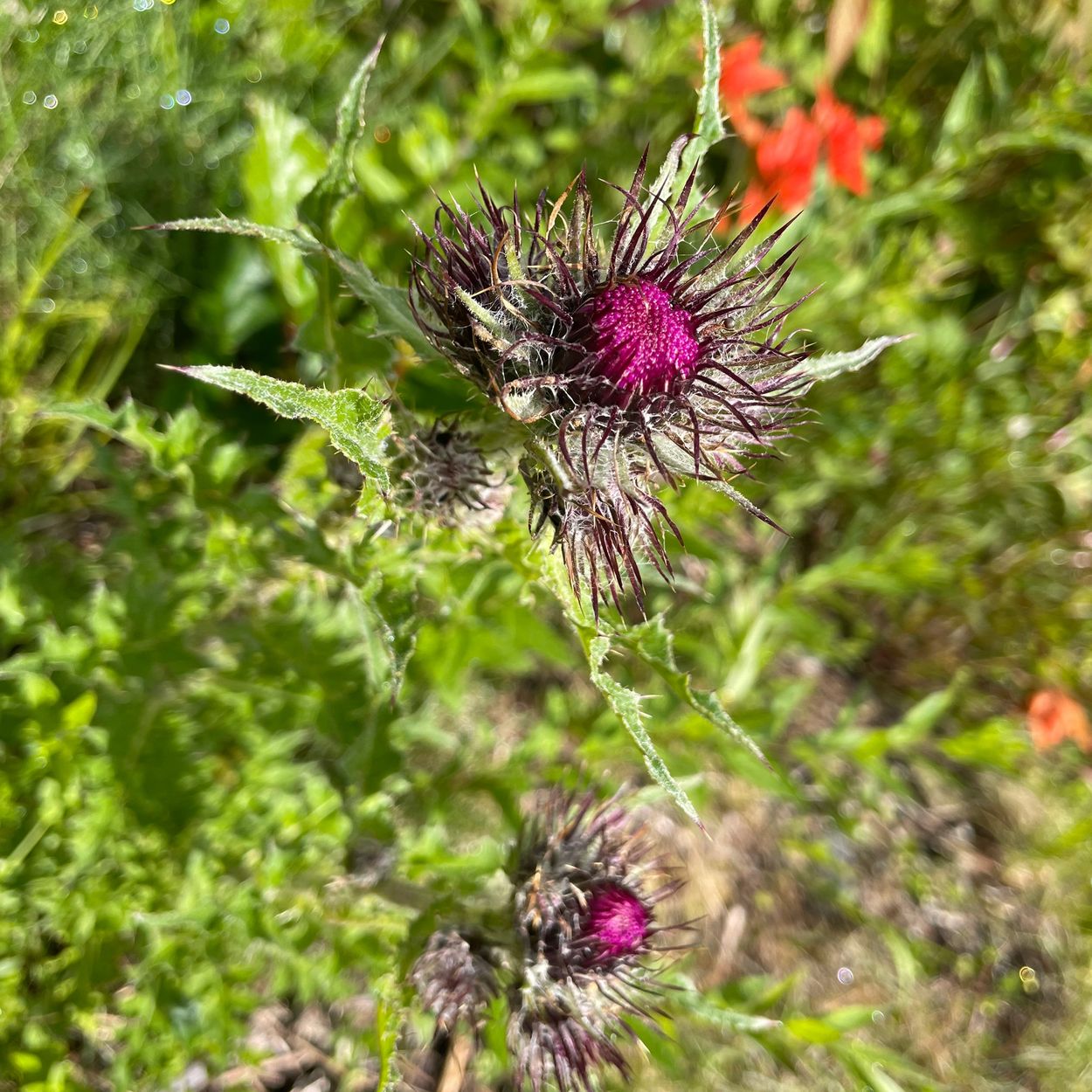 Purple Thistle