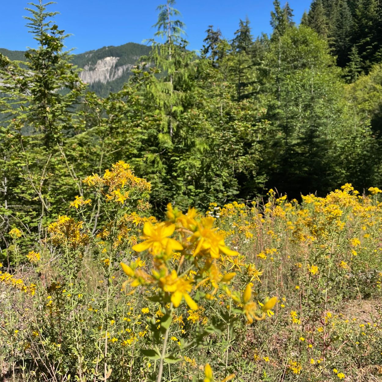 St. John's Wort