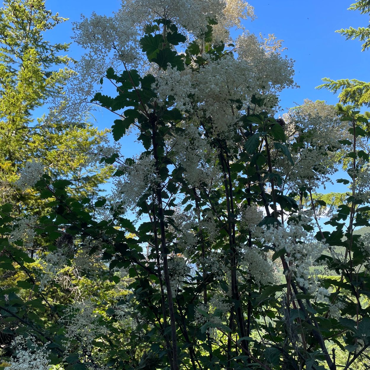 Oceanspray - Heracleum maximum