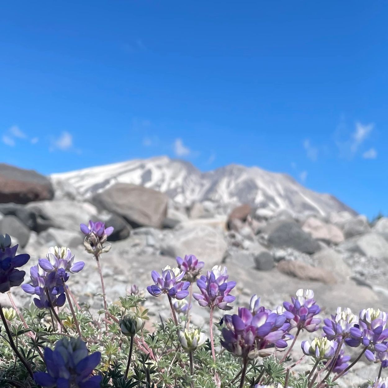 Lupine