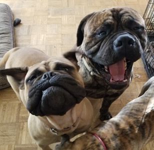 Our beautiful Miss Payson is looking for her forever home 😊🏡
Payson is just over 3 years old, she