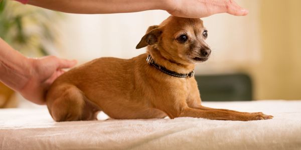 Dog reiki