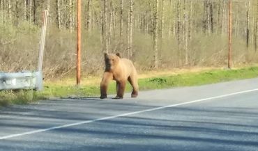 A bear walking on the side of a road near a forest.