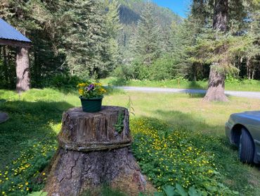 Flower pot on a tree stump in a sunny forest clearing with a car nearby.