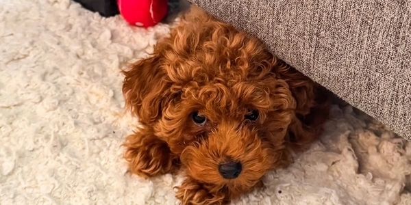 Curly red toy poodle