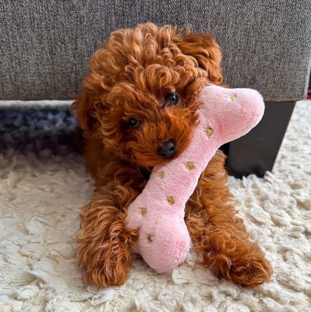 Curly-haired brown puppy cuddling a pink bone-shaped plush toy on a white carpet.