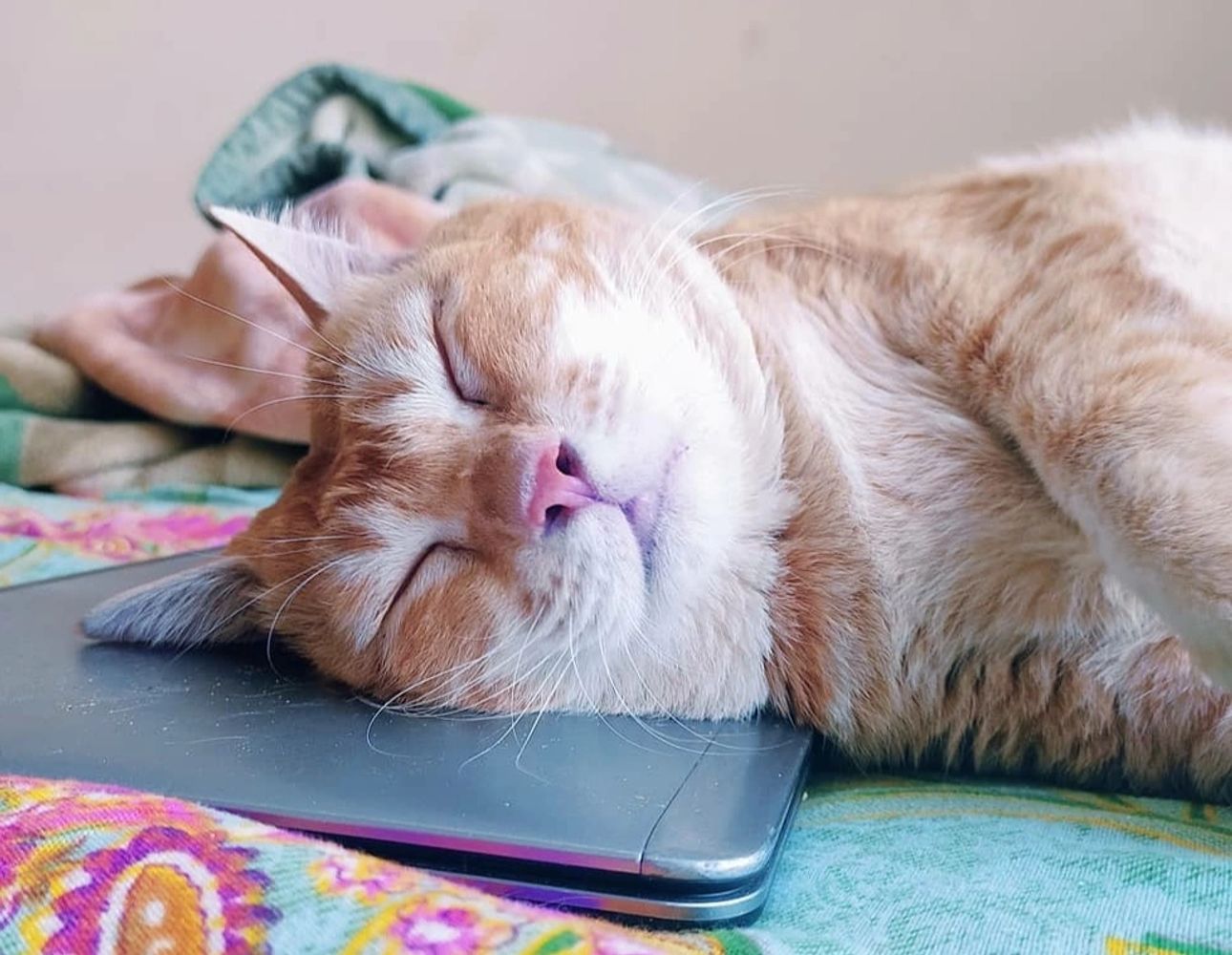 Purrfect Sleep
