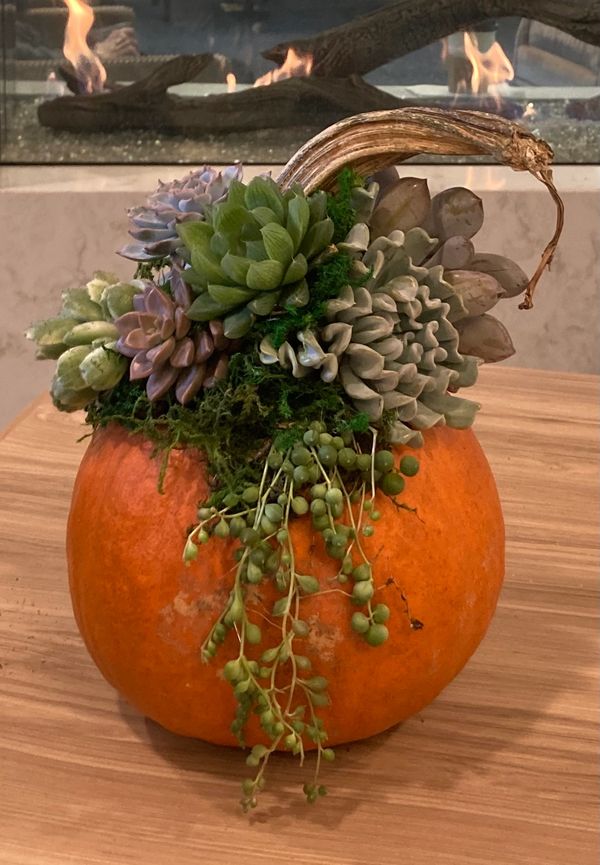 Handmade real succulent pumpkin Thanksgiving centerpiece