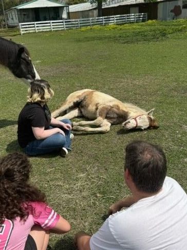 People sitting on grass near a lying foal and a horse.