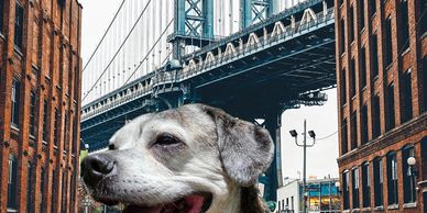 Beagle, Boston terrier in Brooklyn bridge in New York