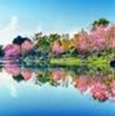 A serene lake reflecting blooming cherry blossom trees under a clear sky.