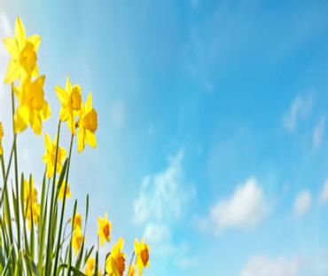 Yellow daffodils blooming against a bright blue sky.
