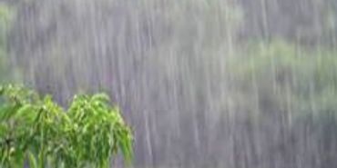 Heavy rain pouring down on a green plant near a body of water.