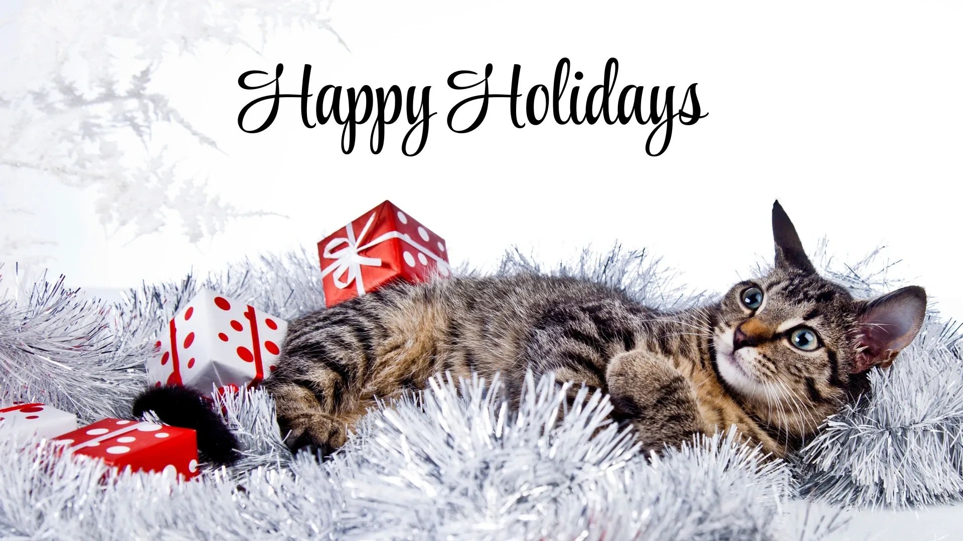 kitten laying on silver garland