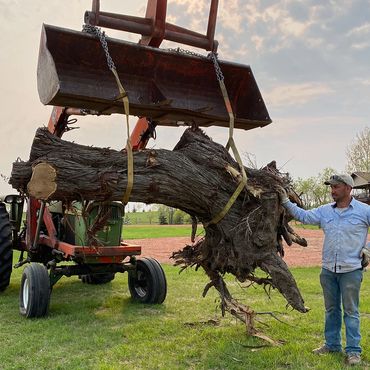 Giant downed Olive tree