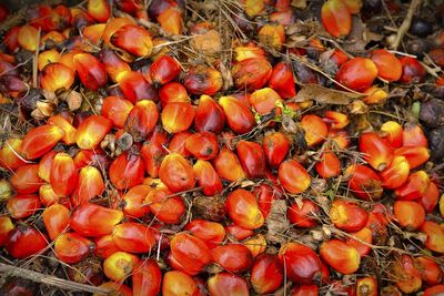 Grape seed oil, Avocado oil, Walnut oil, Almond oil, Flax seed oil, Rice bran oil, Cottonseed oil, M