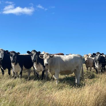 Buy Direct From Farmers