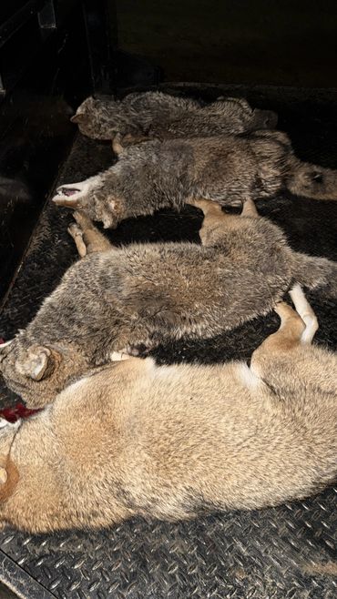 Four dead coyotes lying on a black metal surface.