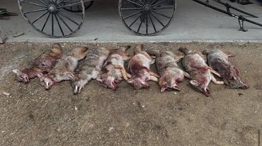 Eight dead wolves lined up on dirt ground near wagon wheels.