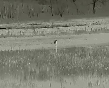 Thermal image of a lone animal in a field with trees in the background.