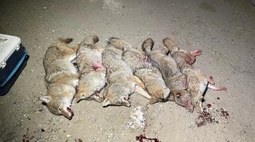 Six dead coyotes lie on the ground with visible wounds and blood.