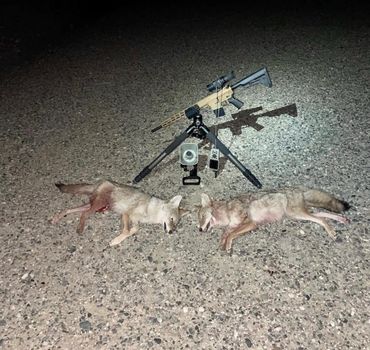 Two dead coyotes on a gravel surface with a rifle and tripod setup above them.