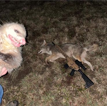 A dead coyote and a possum held by a person with a rifle on the ground at night.